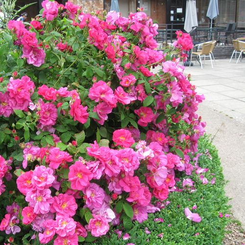 Ciemnoróżowy - Róże pienne - z kwiatami bukietowymi - korona krzaczasta